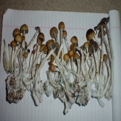 50grams Psilocybin cubensis Amazonian Magic Mushroom