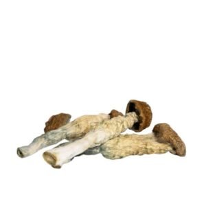 Goba Magic Mushroom