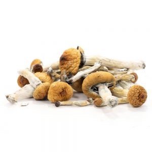 Golden Teacher Magic Mushroom