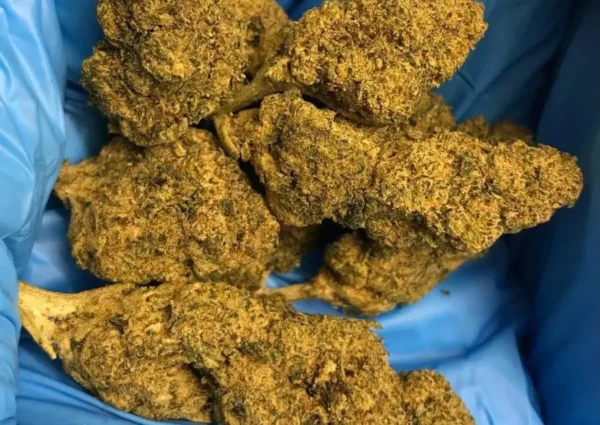 Master-Kush-IMPORT-3.5G-24-THC.webp