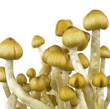 Mazatapec Mushroom Spores