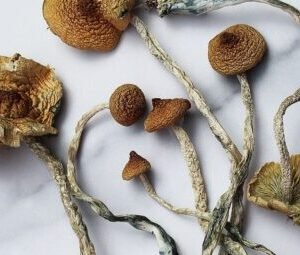 Mazatepec Magic Mushroom
