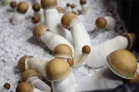 Penis Envy Mushroom Grow Kit