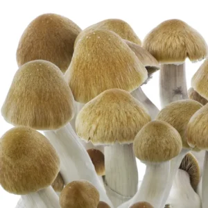 Psilocybe cubensis Ecuador Mushroom Grow kit
